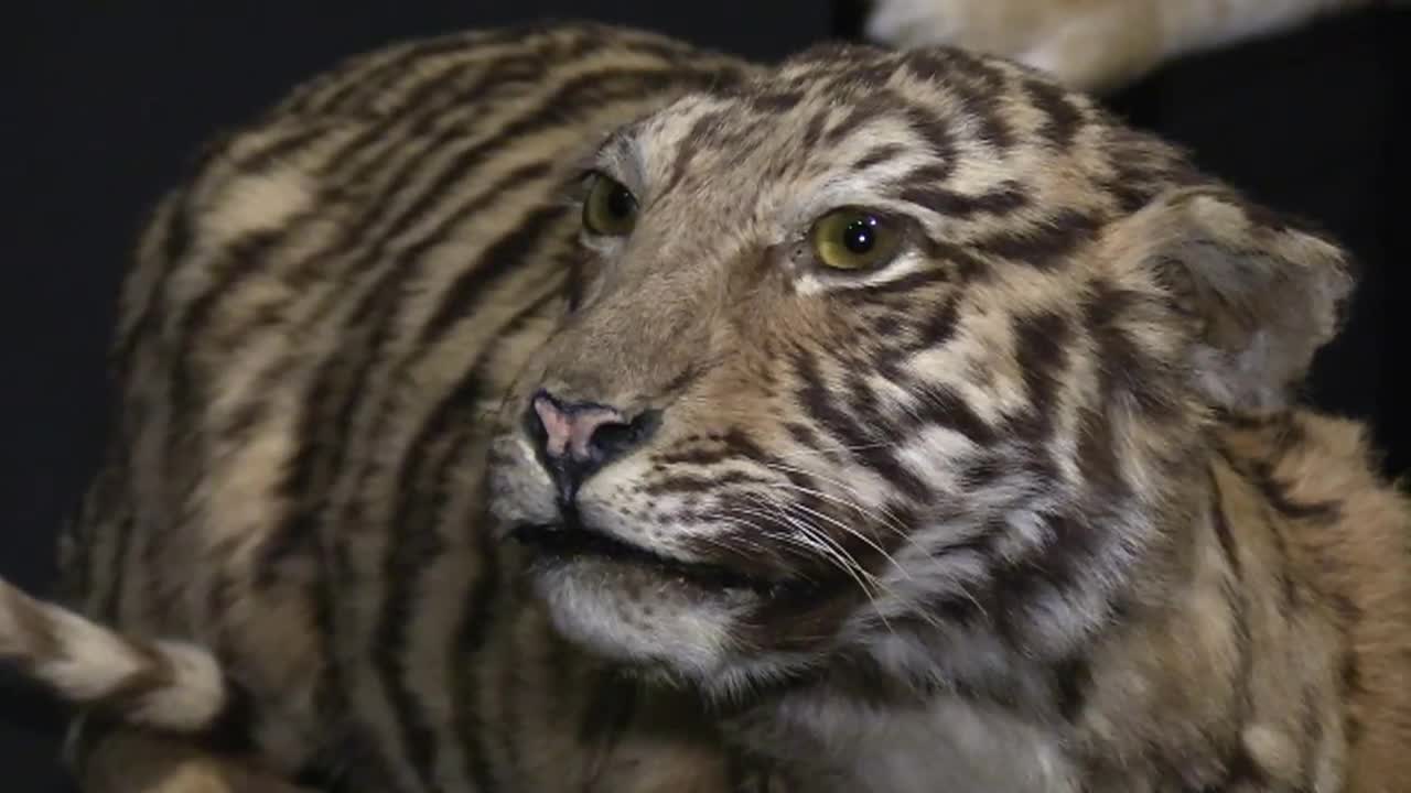 Out and About – Fierce! The Story of Cats & The Enchanted Forest of Light